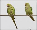 _9SB9677 rose-ringed parakeets